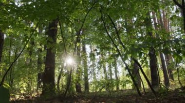 Gündüz veya sonbahar ormanlarında yavaş yatay panoramik hareketler. Güneş ışınları yaprakların arasından yol alır..