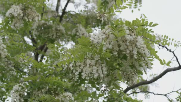 Beyaz Akasya Çiçekleri Güneşli Bir Yaz Gününde Bir Akasya Ağacında — Stok video