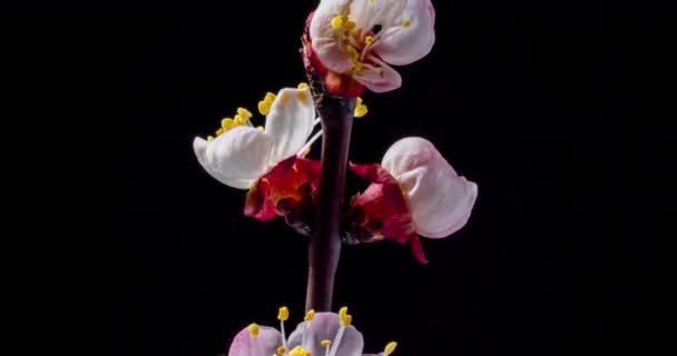 Frühlingsblumen Zeitraffer Aprikosenblüten Auf Einem Aprikosenzweig Blühen Auf Schwarzem Hintergrund — Stockvideo