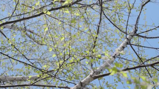 Kvetoucí Strom Bříza Jarního Slunečného Dne Kamera Pomalu Pohybuje Podél — Stock video