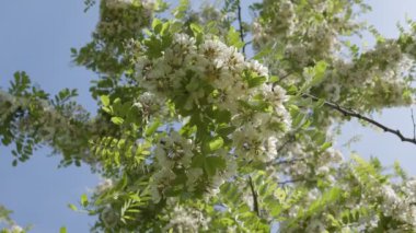 Beyaz akasya çiçekleri güneşli bir yaz gününde bir akasya ağacında.