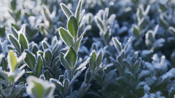 Långsamma Kamerarörelser Längs Frusna Lövträd Med Frostmönster Solig Vinterdag Stor — Stockvideo