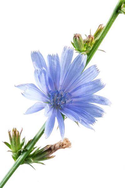 Chicorée Blüht Schöne Blaue Blumen Aus Nächster Nähe Auf Dem — Stockfoto