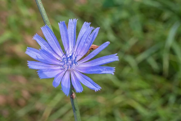 Tikorka Květu Krásné Modré Květy Zblízka Pozadí Přírody — Stock fotografie