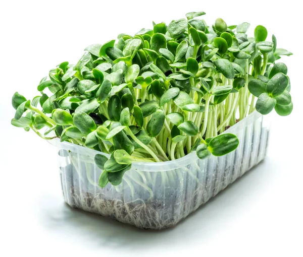 Sementes Germinadas Girassol Isolado Fundo Branco Microgreens Como Benefício Para — Fotografia de Stock