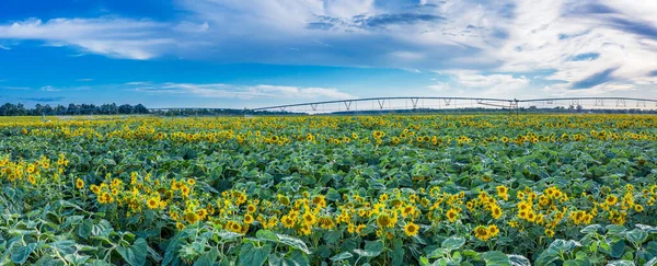 Panoramic View Sunflower Field Blue Sky Background Sunflower Heads Foreground — Stock Photo, Image