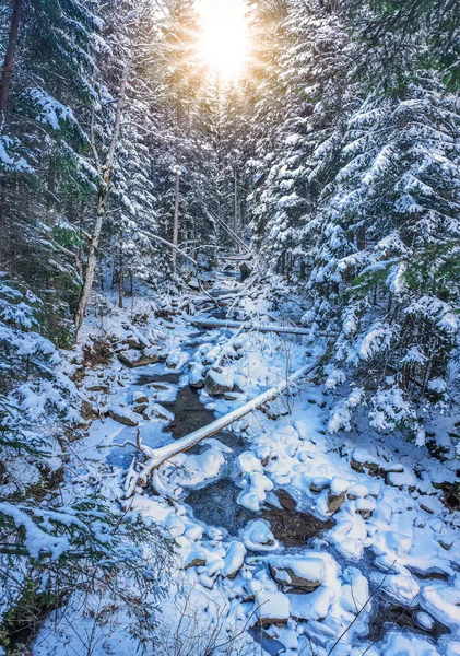 Замороженный Зимний Ручей Еловом Лесу Недалеко Украинских Карпат Возле Горы — стоковое фото