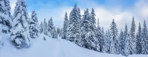 Panoramalandskapet Snöig Skog Bergen Solig Vinterdag Ukrainska Karpaterna Nära Berget — Stockfoto