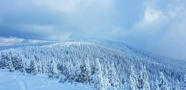 晴れた冬の日に山の中で雪の森のパノラマの風景 ペトロス山近くのウクライナのカルパティア人 — ストック写真