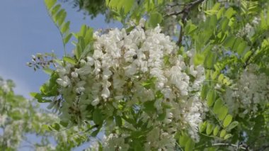 Beyaz akasya çiçekleri güneşli bir yaz gününde bir akasya ağacında.