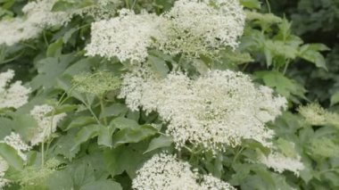 Güneşli bir bahar gününde, bir mürver ağacında çiçek açan kızılcıklar..