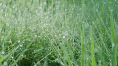 Güneşli bir sabahta yeşil çimenlerin içinde büyük çiy damlalarıyla yavaş hareket ediyorlar. Varlık etkisi. 4K ağır çekim.