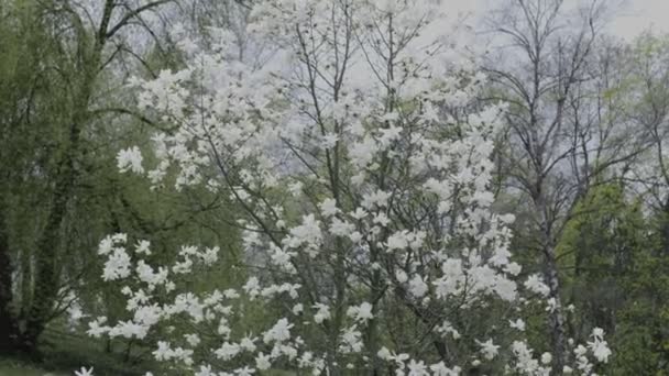Magnolia Pohon Mekar Pada Hari Musim Semi Kamera Perlahan Bergerak — Stok Video