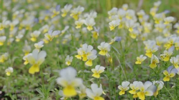 Kamera Idzie Powoli Wzdłuż Pansy Flowers Wiosennym Lesie — Wideo stockowe