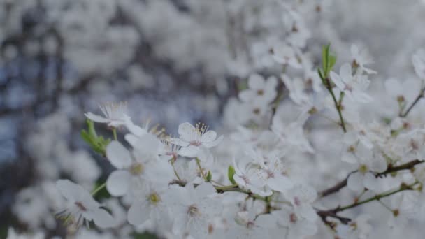 Blommande Vårträd Solig Dag Med Bin Pollinerar Dessa Blommor Kameran — Stockvideo
