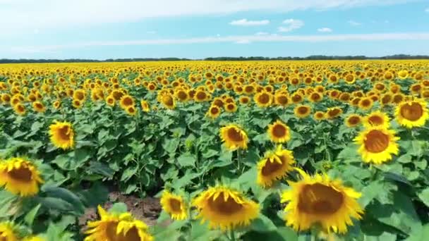 Video Drone Tentang Ladang Bunga Matahari Pemandangan Udara Bunga Matahari — Stok Video