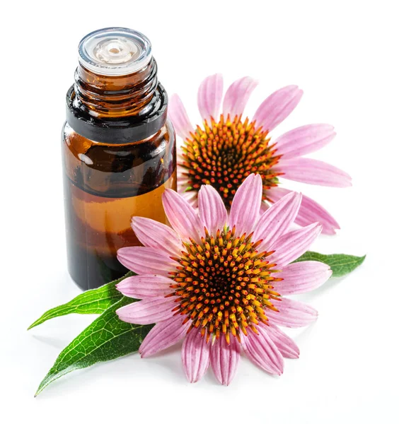 Teste Coneflower Fiore Bottiglia Olio Coneflower Viola Echinacea Isolato Sfondo — Foto Stock