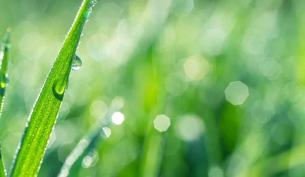 闪闪发光的露珠落在绿草叶上 纯洁和新鲜的概念 模糊的格伦自然背景 — 图库照片