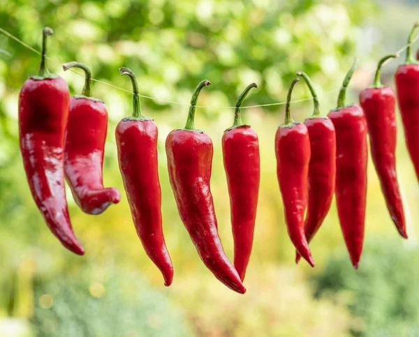 Montón Chiles Rojos Frescos Atados Cuerda Proceso Secado Aire Chile —  Fotos de Stock