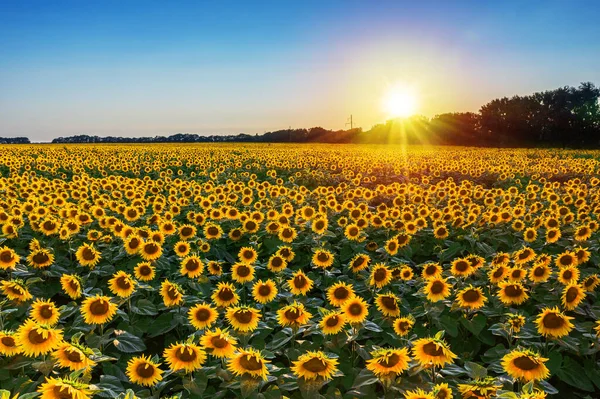 Panoramautsikt Över Solrosfält Och Blå Himmel Bakgrunden Solrosor Förgrunden Närbild — Stockfoto