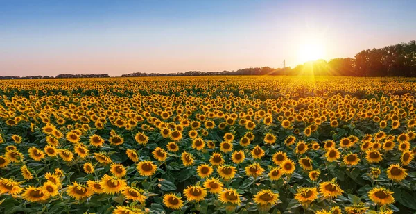 Panoramautsikt Över Solrosfält Och Blå Himmel Bakgrunden Solrosor Förgrunden Närbild — Stockfoto