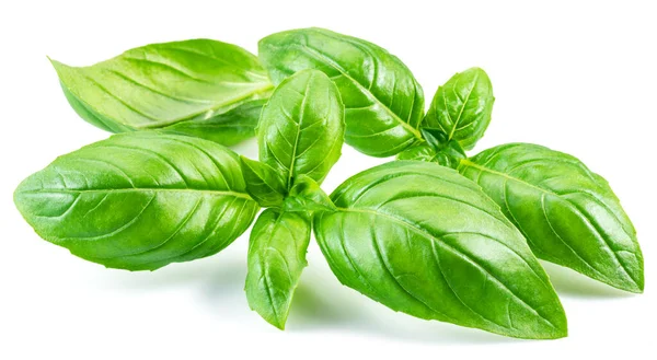 Macro Shot Fresh Green Basil Leaves Isolated White Background — Stock Photo, Image