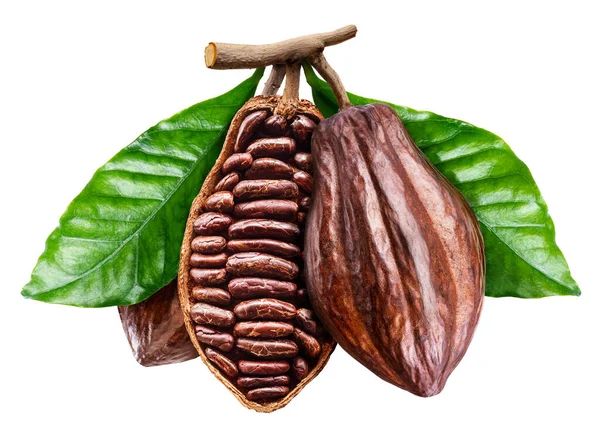 Perfect Opened Cocoa Pod Cocoa Beans File Contains Clipping Path — Stock Photo, Image