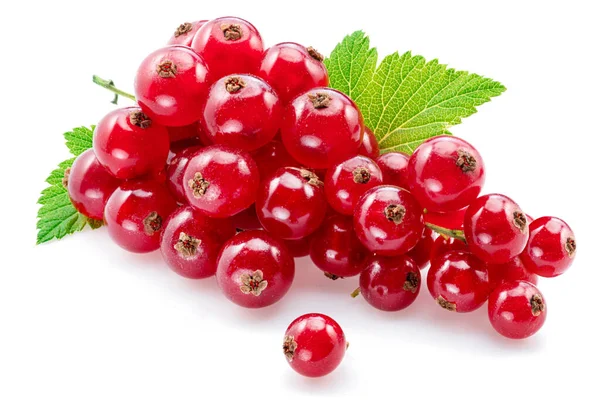 Maturare Bacche Ribes Rosso Sfondo Bianco Primo Piano — Foto Stock