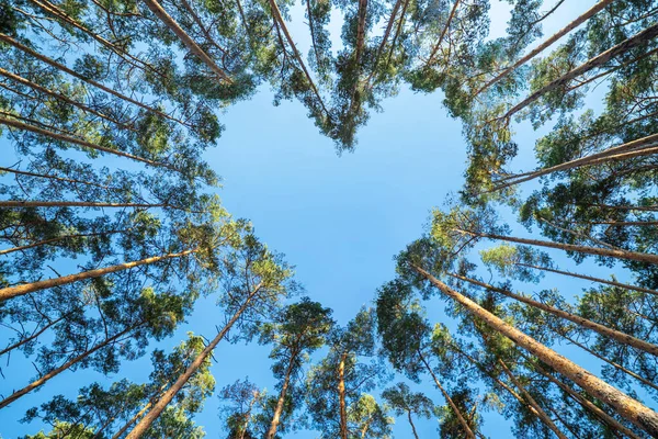 森林中的松树 在蓝天的映衬下 形成了一颗颗心形的枝条 从最底层眺望 情人节的概念 — 图库照片
