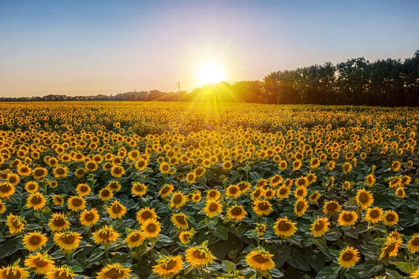 Panoramic View Sunflower Field Blue Sky Background Sunflower Heads Foreground — Stock Photo, Image