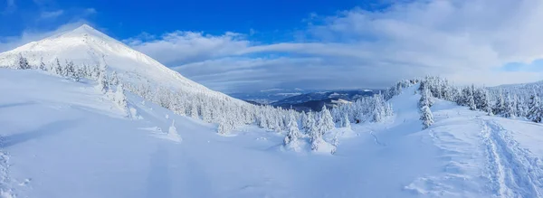 晴れた冬の日に山の中で雪の森のパノラマの風景 ペトロス山近くのウクライナのカルパティア人 — ストック写真