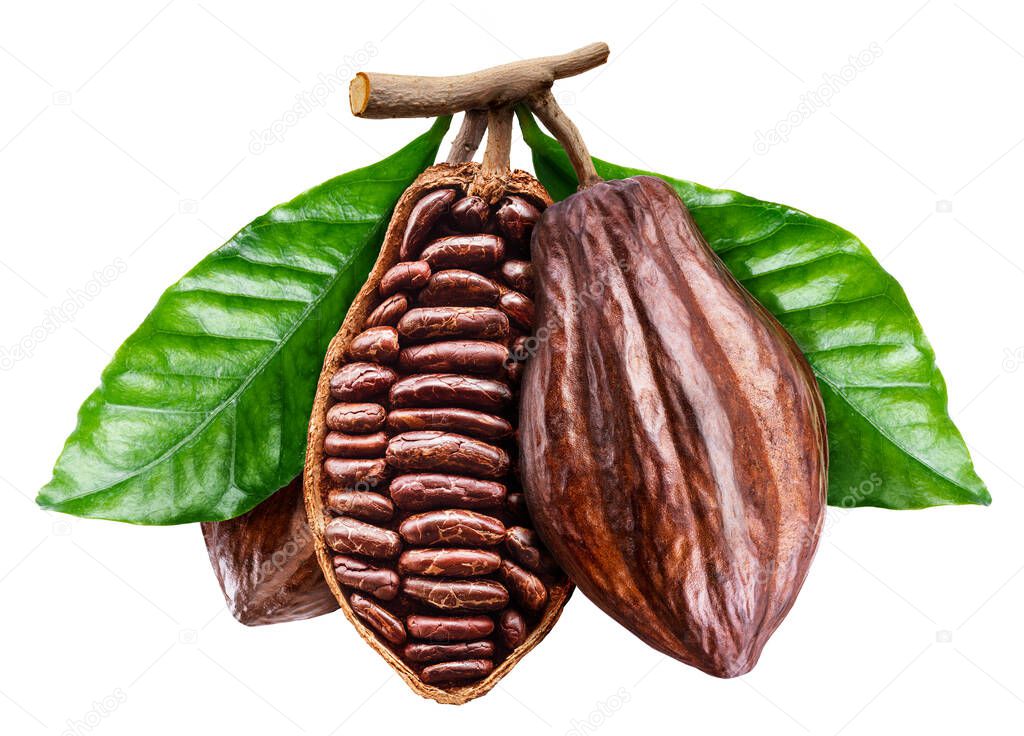 Perfect opened cocoa pod with cocoa beans. File contains clipping path.
