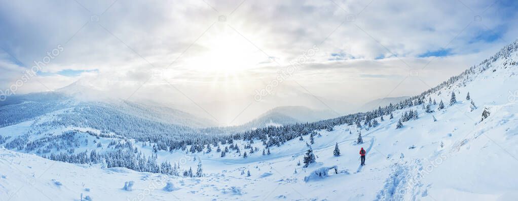 Panoramic landscape of a snowy forest in the mountains on a sunny winter day whis. Ukrainian Carpathians, near Mount Petros, there is one tourist.