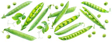Bezelye kabukları ve bezelye yaprakları beyaz arkaplanda izole edilmiş..