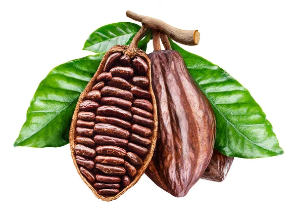 Perfetto Baccello Cacao Aperto Con Fagioli Cacao File Contiene Percorso — Foto Stock