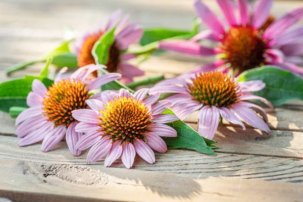 Teste Coneflower Fiore Fiore Echinacea Sfondo Legno Primo Piano — Foto Stock