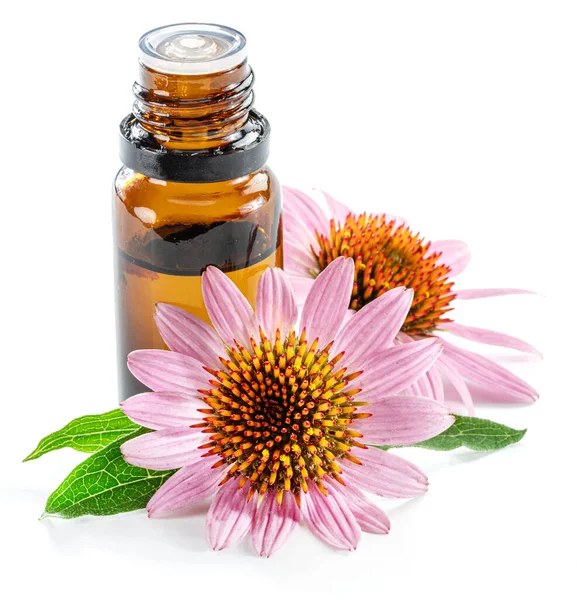 Çiçeklenen kabuksuz başlıklar ve bir şişe ekinezya mor koni yağı beyaz arka planda izole edilmiş.. 