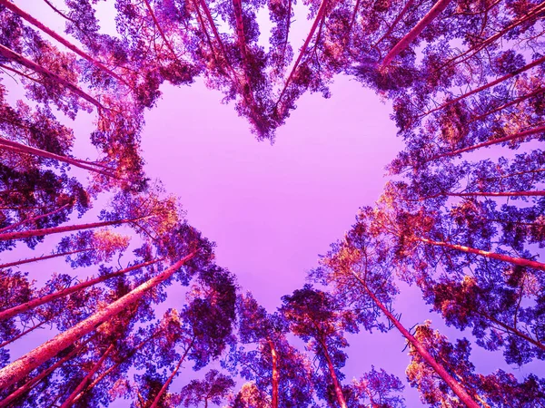 森林中的松树在粉色的天空下形成了一个心形的枝条 从底部往上看 情人节的概念 烧坏的摄影胶片的效果 — 图库照片
