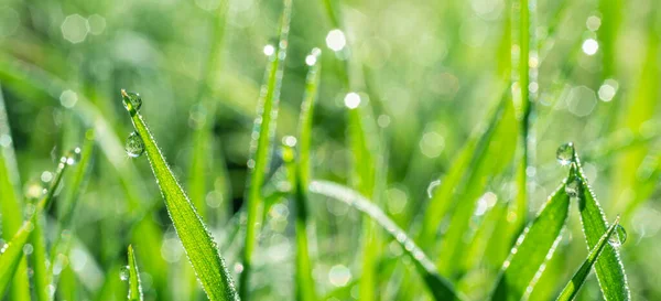 Grünes Gras Bedeckt Mit Glitzernden Tautropfen Aus Nächster Nähe Reinheits — Stockfoto