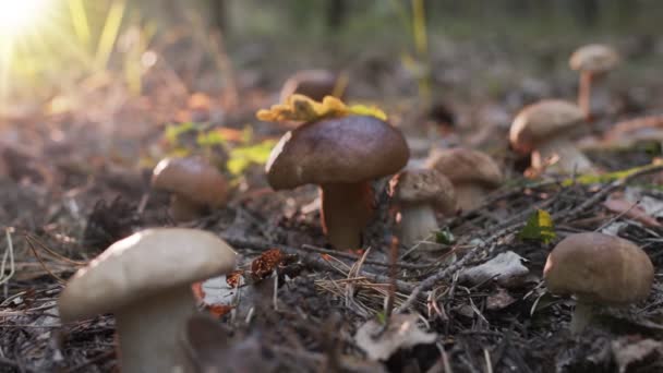 Ripe Porcini Mushrooms Boletus Cep Autumn Forest Shooting Camera Movement — Vídeos de Stock