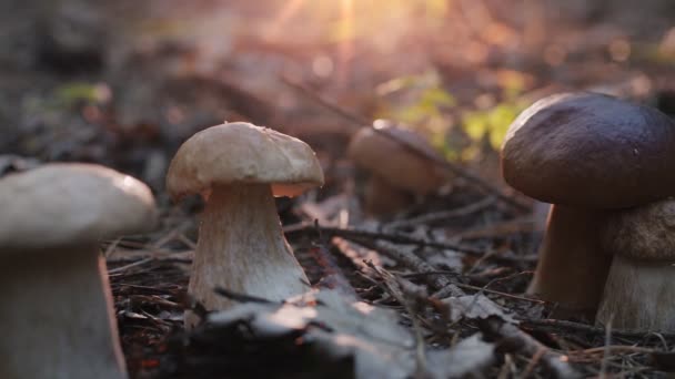 在秋天的森林里 成熟的蘑菇 Boletus或Cep 从下面拍摄 沿着一个巨大的蘑菇沿着镜头移动 — 图库视频影像