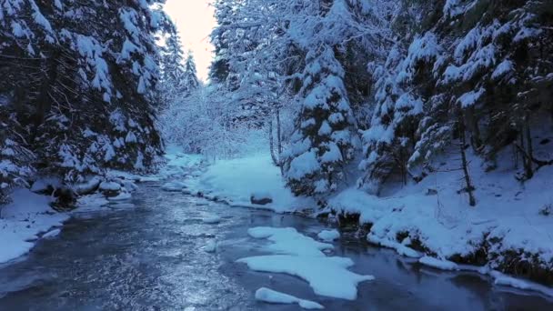 Kar Köknar Ağaçlarıyla Dolu Güzel Bir Dağ Ormanı Nehri Boyunca — Stok video