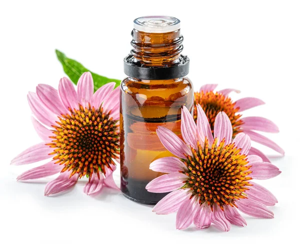 Teste Coneflower Fiore Bottiglia Olio Coneflower Viola Echinacea Isolato Sfondo — Foto Stock