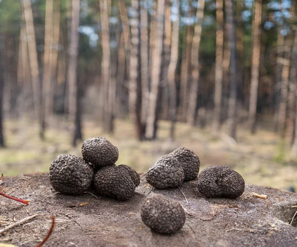 Truffle Mushroom Hunting Black Edible Winter Truffles Wooden Table Nature — Stock Fotó