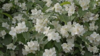 Güneşli bir yaz gününde çalılıklarda yasemin çiçekleri.