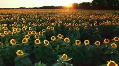 Ayçiçeği tarlasının güzel bir akşam batımında çekilmiş robot videosu. Yaz akşamları ayçiçeklerinin 4K hava görüntüsü. Tarım ayçiçeği tarlası boyunca hızlı bir kamera hareketi. 
