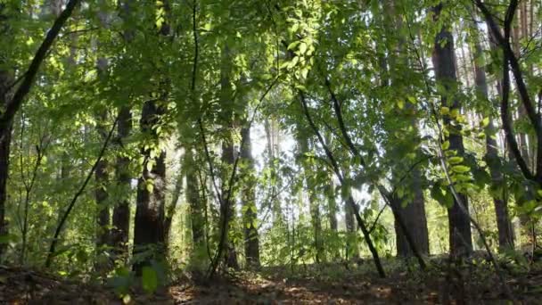 Lento Movimento Panoramico Orizzontale Lungo Foresta Estiva Autunnale Diurna — Video Stock