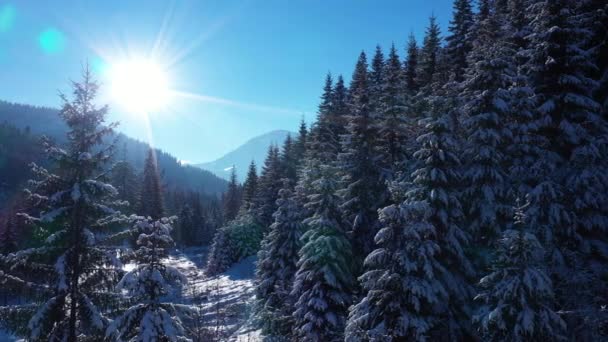 Slow Motion Aerial View Beautiful Snowy Sunny Winter Mountain Forest — стоковое видео