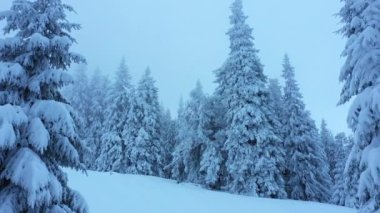 Slow motion aerial view deep move back along a beautiful snowy winter mountain forest with large fir trees. Ukraine, Carpathians.