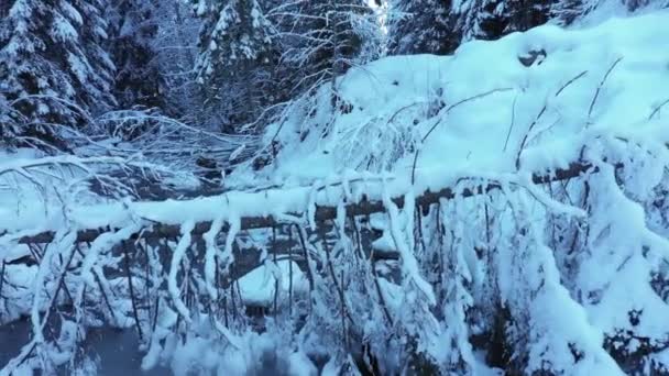 Slow Motion Beautiful Mountain Winter Forest Stream Snow Fir Trees — Vídeo de Stock